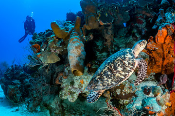 Fototapeta na wymiar Female SCUBA Diver and Turtle on a Coral Reef