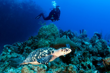 Female SCUBA Diver and Turtle on a Coral Reef