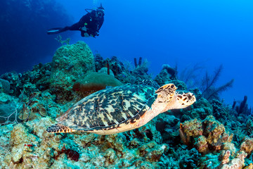 Obraz na płótnie Canvas SCUBA Diver and Sea Turtle