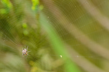 Kleine Spinne im seidenen Netz 
