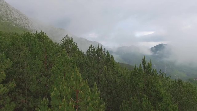 aerial view of the pine forest in the mountains