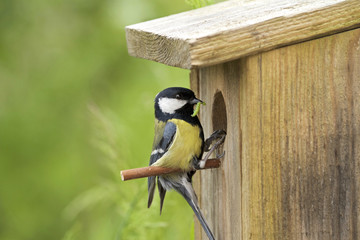 Obraz premium Great tit, in front of nest-hole, with caterpillar in beak