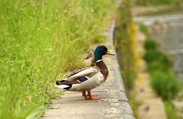 Male and female ducks near river