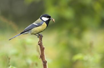 Naklejka premium Great tit, on a branch with spider in beak