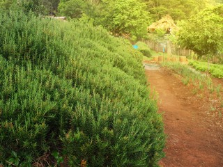 Walkway in a beautiful and peaceful garden with tree and flower in warm evening sun