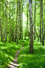 Fototapeta na wymiar Birch trees with grass and pathway