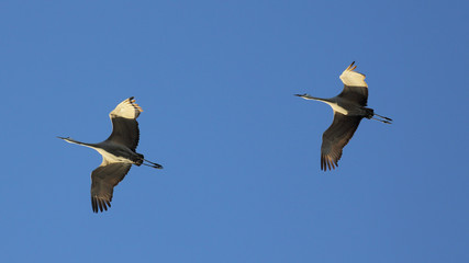 Sandhill cranes flying overhead against a blue sky.