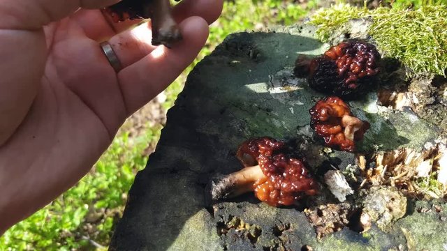 Man touching false morel mushrooms, in earley may, spring forrest