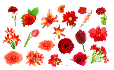 Collage of red color flowers, isolated on white