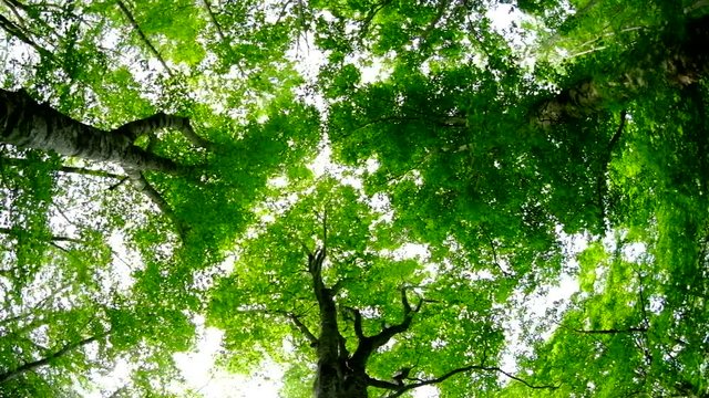 ブナ林の大木を魚眼レンズで見上げる