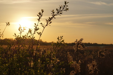 Obraz na płótnie Canvas Nature golden sunset landscape view with the field of plants