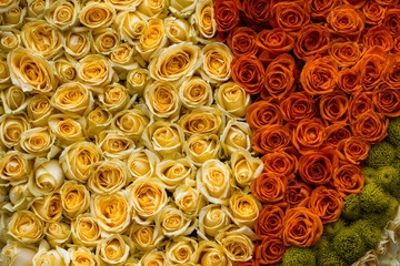Colorful rose background