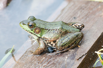 Bullfrog In A Pond In Summer