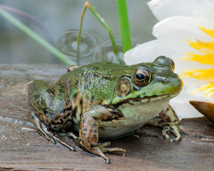 Bullfrog In A Pond In Summer