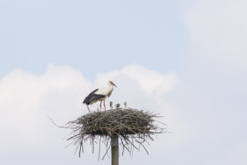Storks in the nest