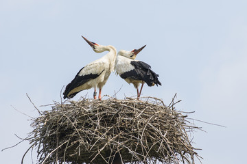 coppia di cicogne nel loro nido