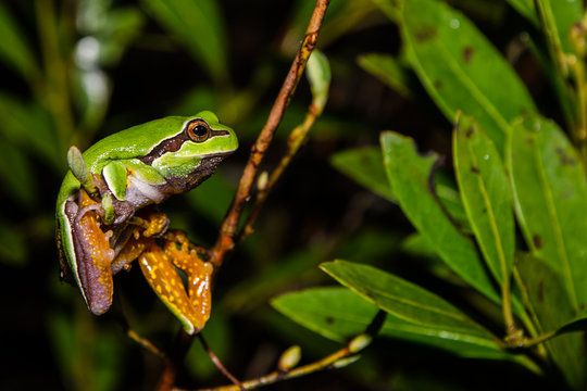 Pine Barrens Treefrog