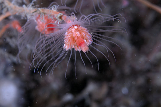 Hydroid, Sweden.
