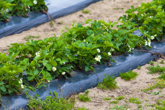 Strawberry plant