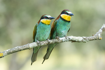 Merops apiaster