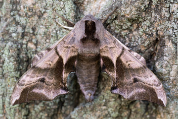 Eyed hawk-moth (Smerinthus ocellata) with hindwings hidden. Hawk moth in the family Sphingidae, camouflaged against bark when bright hindwings are covered © iredding01