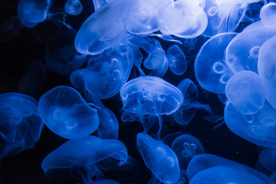 transparent jellyfish © EwaStudio