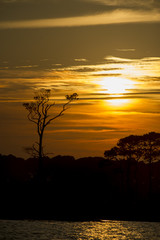 A bright yellow and orange sky with a large tree silhouetted.