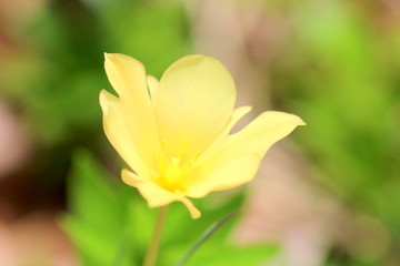 Obraz premium 黄色の花