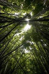 Fototapeta premium Looking up at a bright green bamboo forest.