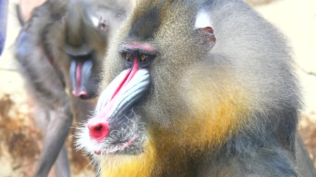 Mandrillus sphinx, Mandrill (4K)