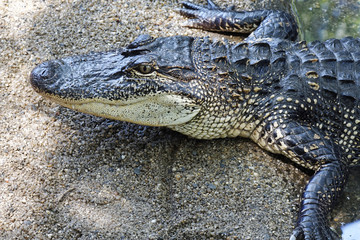 Crocodiles subfamily Crocodylinae