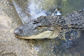 Crocodile in  the water