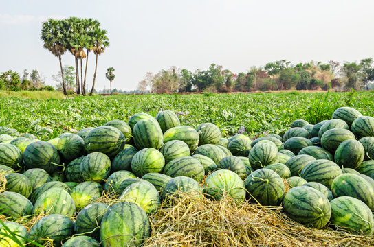 Watermelon Group in farm.