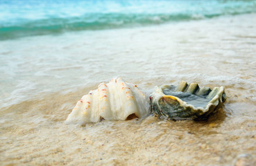 Fototapeta na wymiar Seashells on sand at beach