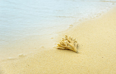Coral on the sand at beach