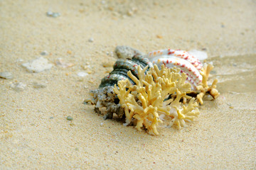 Seashells and coral on sand at beach
