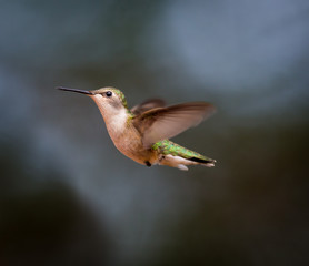 Fototapeta premium Ruby Throated Hummingbird female, after its long migration from the south to the north. Hovering in space in a boreal forest in Quebec Canada. 