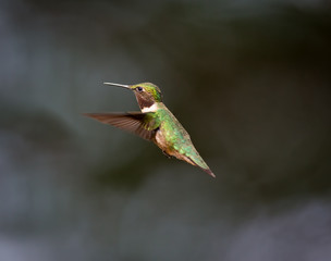 Ruby Throated Hummingbird male, after its long migration from the south to the north. Hovering in space in a boreal forest in Quebec Canada. 