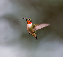 Ruby Throated Hummingbird male, after its long migration from the south to the north. Hovering in space in a boreal forest in Quebec Canada. 