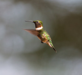 Fototapeta premium Ruby Throated Hummingbird male, after its long migration from the south to the north. Hovering in space in a boreal forest in Quebec Canada. 