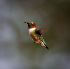 Fototapeta na wymiar Ruby Throated Hummingbird male, after its long migration from the south to the north. Hovering in space in a boreal forest in Quebec Canada. 