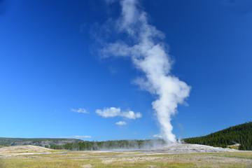 Fototapeta na wymiar Old Faithful geyser erupting.