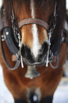 A horse, close-up.