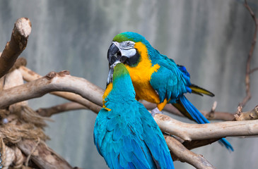 Obraz premium A loving couple of Macaws