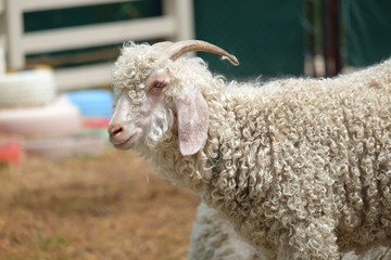 angola sheep