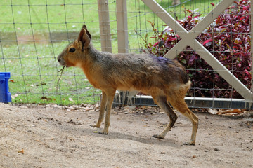 Patagonian mara