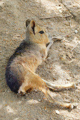 Patagonian mara