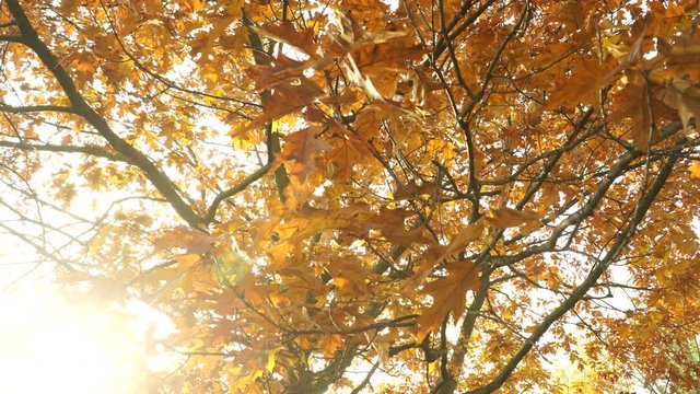 Autumn fall oak tree leaves steadicam 4K.