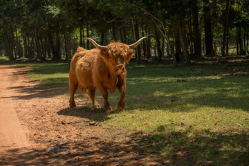 Highland cows are originally from the highlands of Scotland