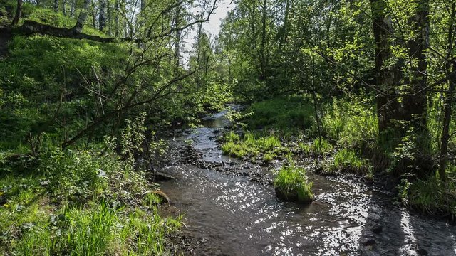 creek flows among spring forest